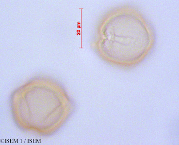 ISEM 1/Iochroma_calcytum_29153/Iochroma_calcytum_29153_0001(copy)_thumb.jpg